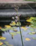 Thalia dealbata