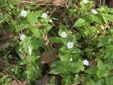 Myosoton aquaticum