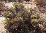 Sarcocornia fruticosa. Вегетирующий кустарничек. Египет, окр. г. Эль-Дабаа, сепха (приморская солончаковая терраса), саркокорниевый солончак. 29.11.2021.