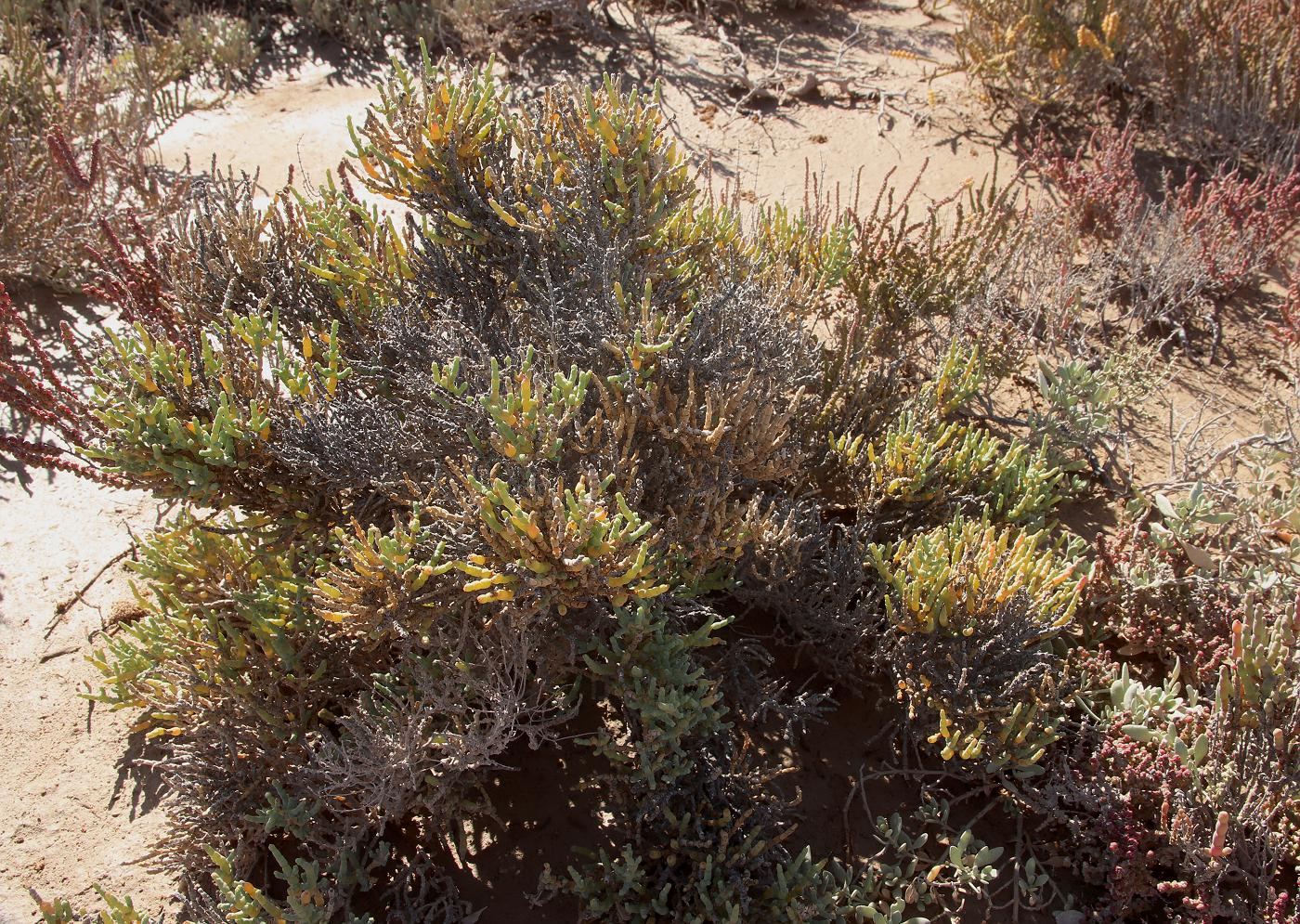 Изображение особи Sarcocornia fruticosa.
