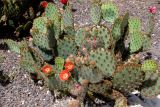 Opuntia aciculata