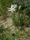 Ornithogalum navaschinii. Цветущее растение на загипсованной почве пустыни в нижнем поясе. Азербайджан, Евлахский р-н, хребет Ахарбахар. 18.04.2010.