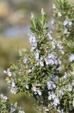 Rosmarinus officinalis. Верхушка ветви с сохранившимися и опавшими цветками и бутонами. Испания, автономное сообщество Каталония, провинция Жирона, комарка Альт Эмпорда, муниципалитет Кадакес, окр. масии Rabassers de Baix, запруда на водотоке Rec de Ses Culasses, высокая береговая терраса. 16.02.2020.