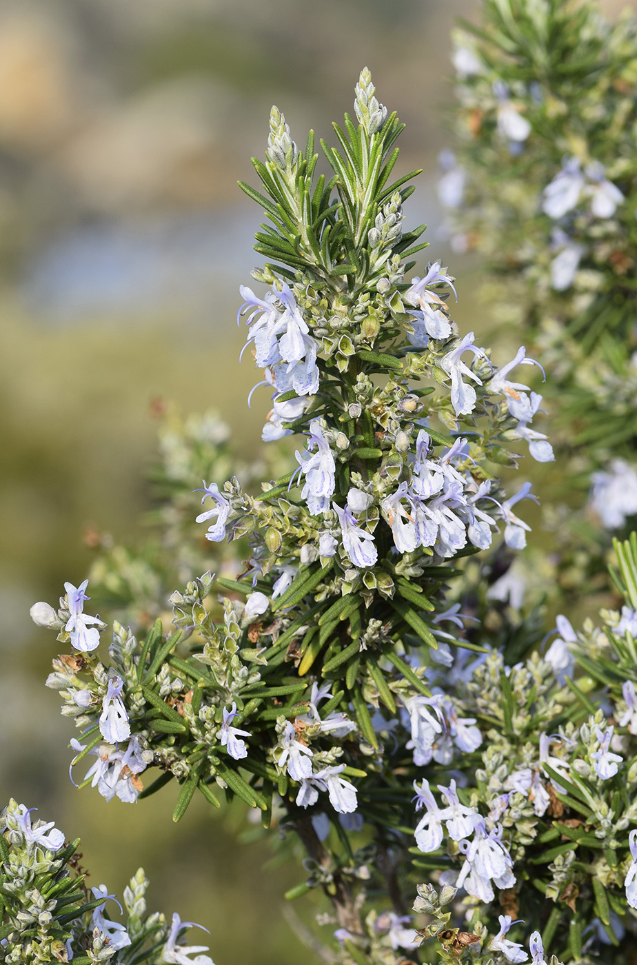 Image of Rosmarinus officinalis specimen.