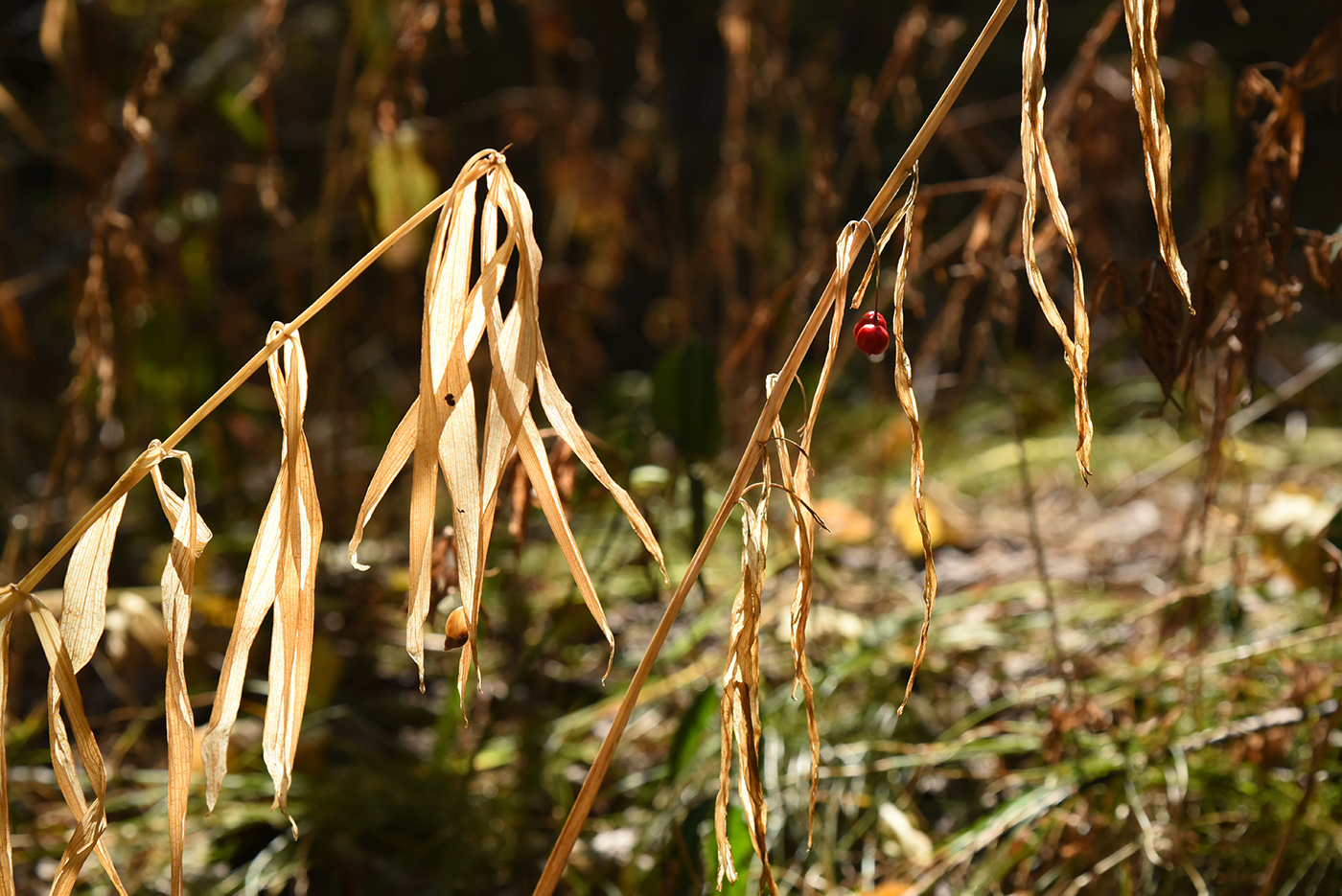 Image of Polygonatum roseum specimen.