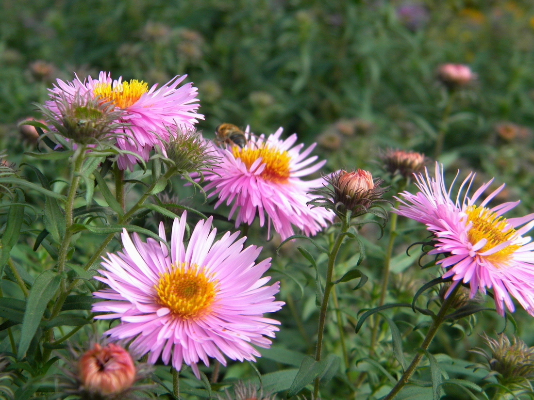 Image of Symphyotrichum novae-angliae specimen.