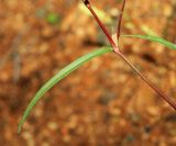 Persicaria trigonocarpa. Часть побега. Приморский край, г. Находка, берег оз. Солёное, насыпь. 30.08.2020.