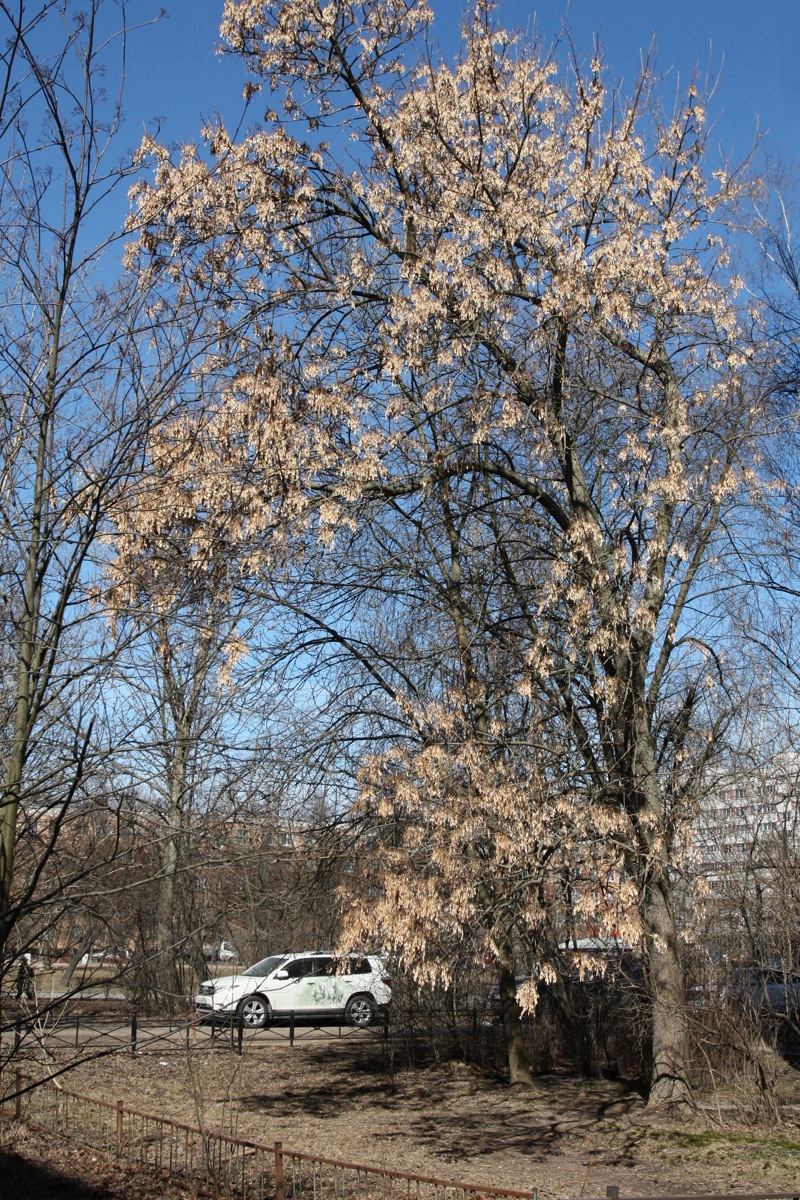 Image of Fraxinus pennsylvanica specimen.