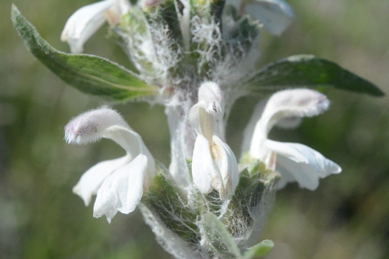 Image of Phlomoides kirghisorum specimen.