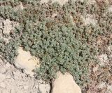 Frankenia pulverulenta. Цветущие растения. Дагестан, Дербентский р-н, 4 км к западу от с. Музаим, долина р. Камышчай, опустошенное дно балки. 5 мая 2022 г.