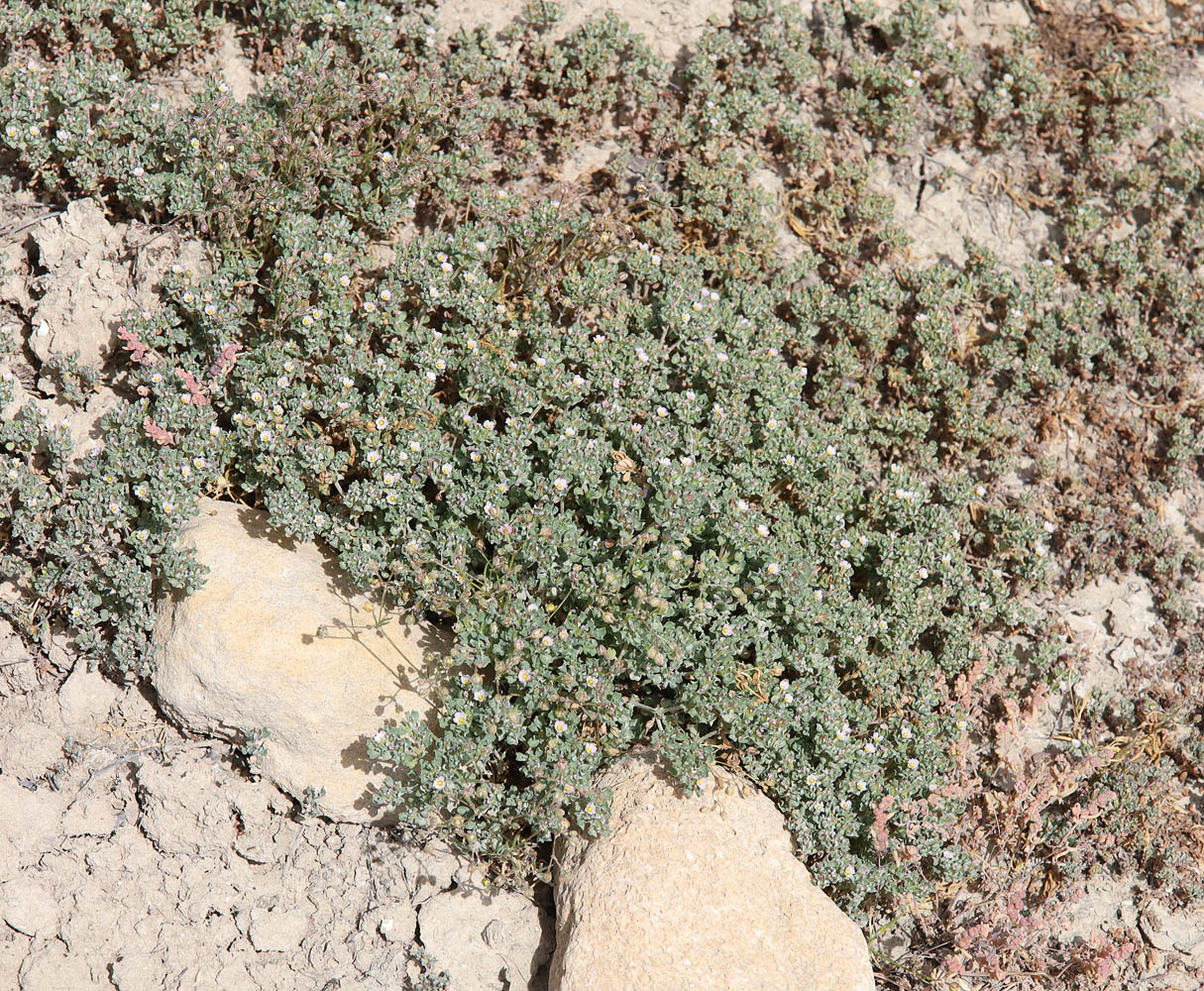 Image of Frankenia pulverulenta specimen.
