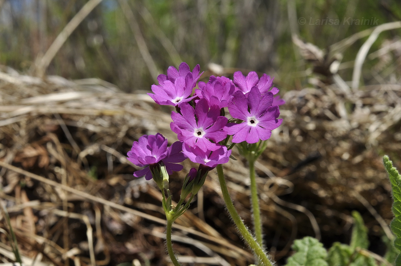 Image of Primula patens specimen.