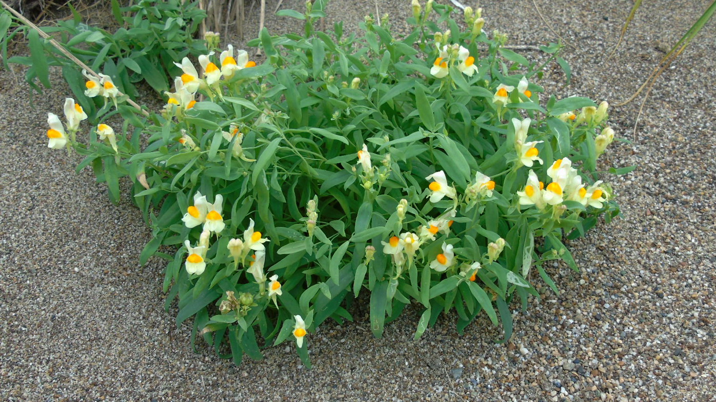 Image of Linaria japonica specimen.