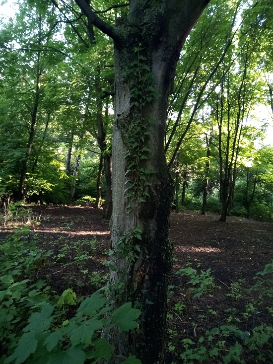 Image of Hedera helix specimen.