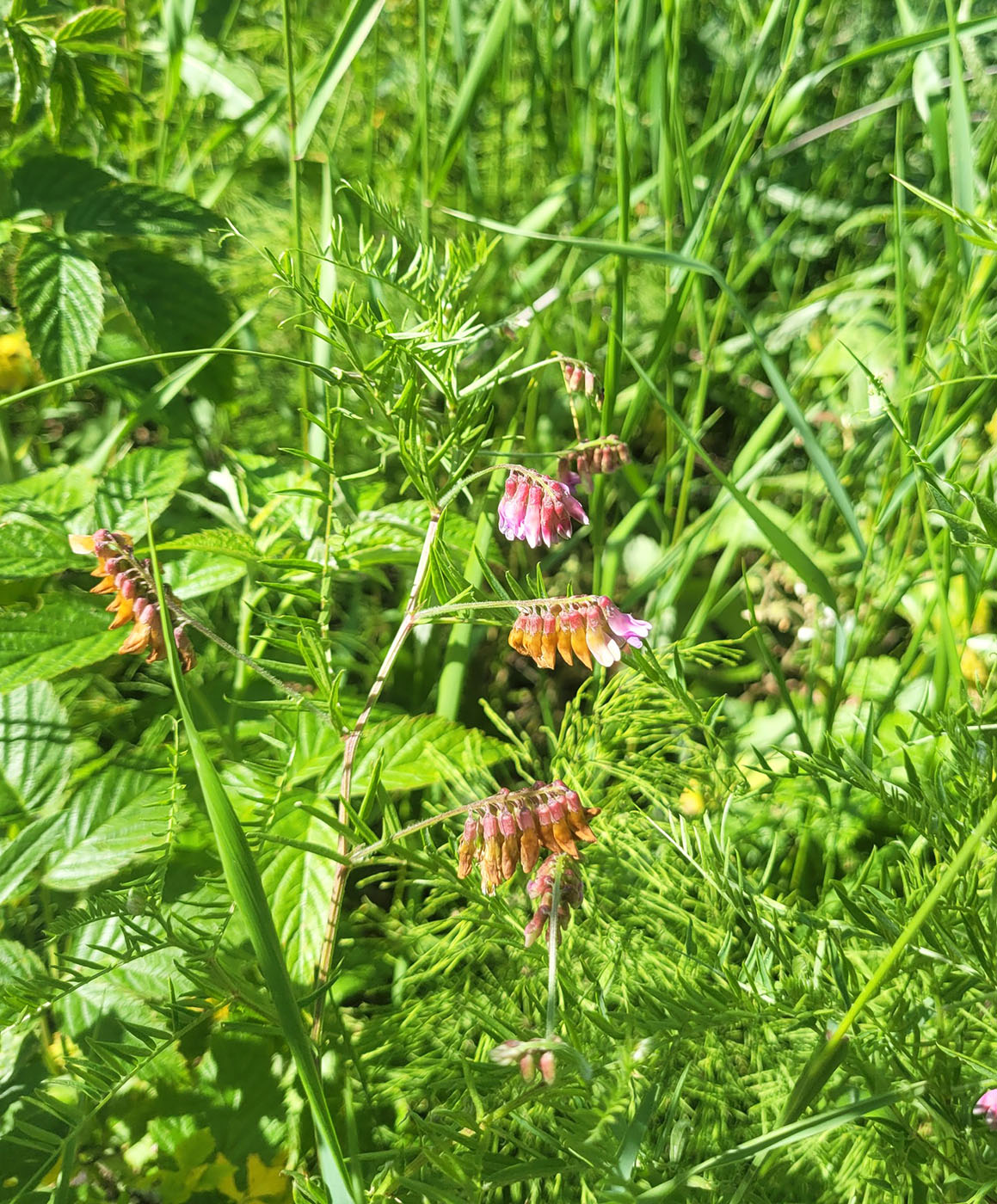 Изображение особи Vicia megalotropis.