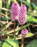 Persicaria amphibia