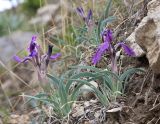 Iris timofejewii. Цветущие растения. Дагестан, Левашинский р-н, окр. с. Цудахар, глинистый склон. 9 мая 2022 г.