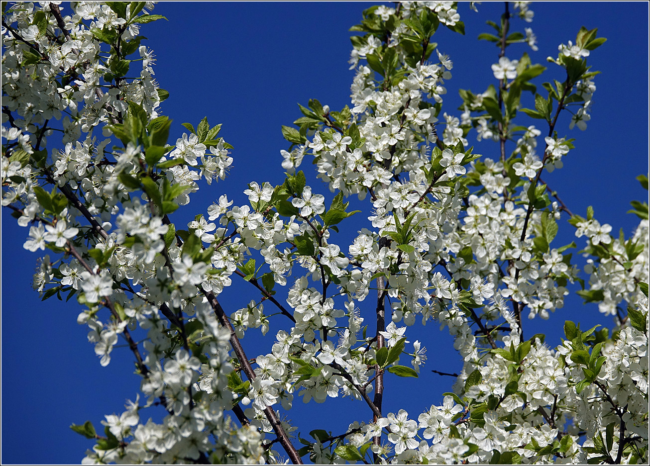 Image of Prunus domestica specimen.