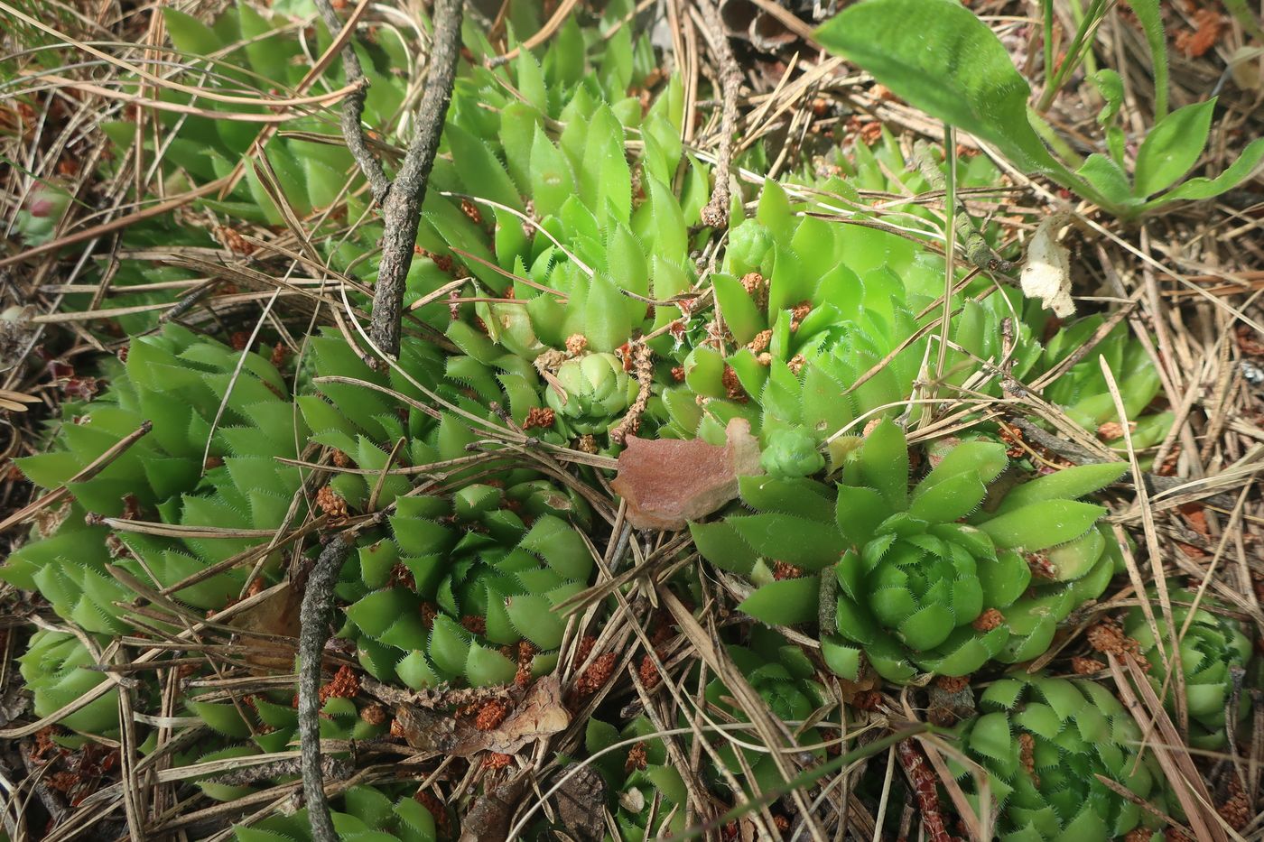 Image of Jovibarba globifera specimen.