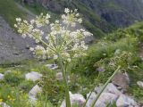 Heracleum freynianum