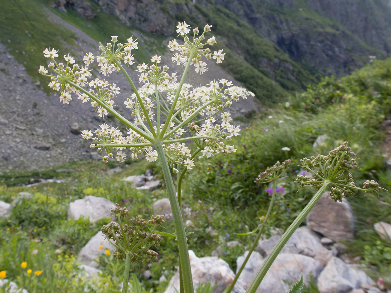 Изображение особи Heracleum freynianum.