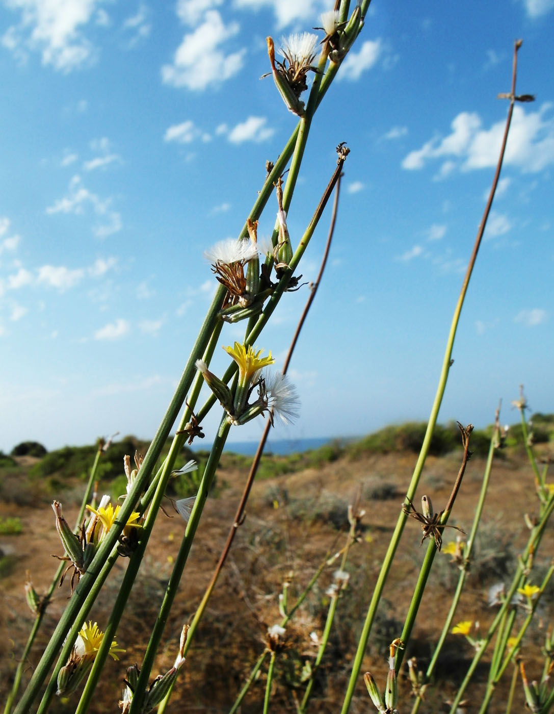 Изображение особи Chondrilla juncea.