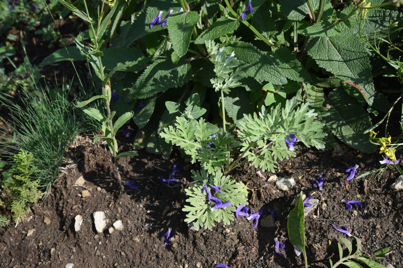 Изображение особи Artemisia absinthium.