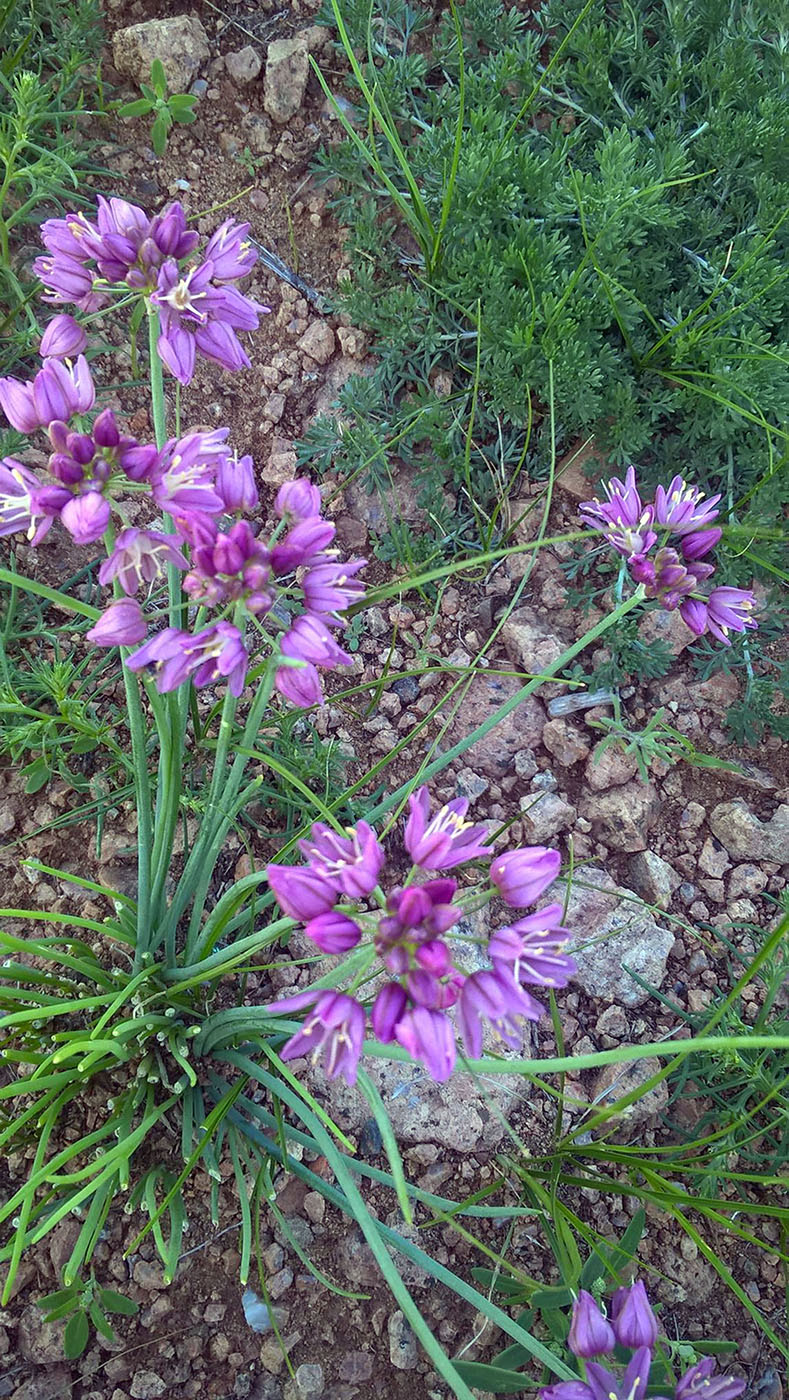 Image of Allium mongolicum specimen.