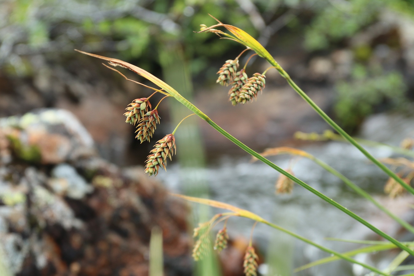 Изображение особи Carex paupercula.