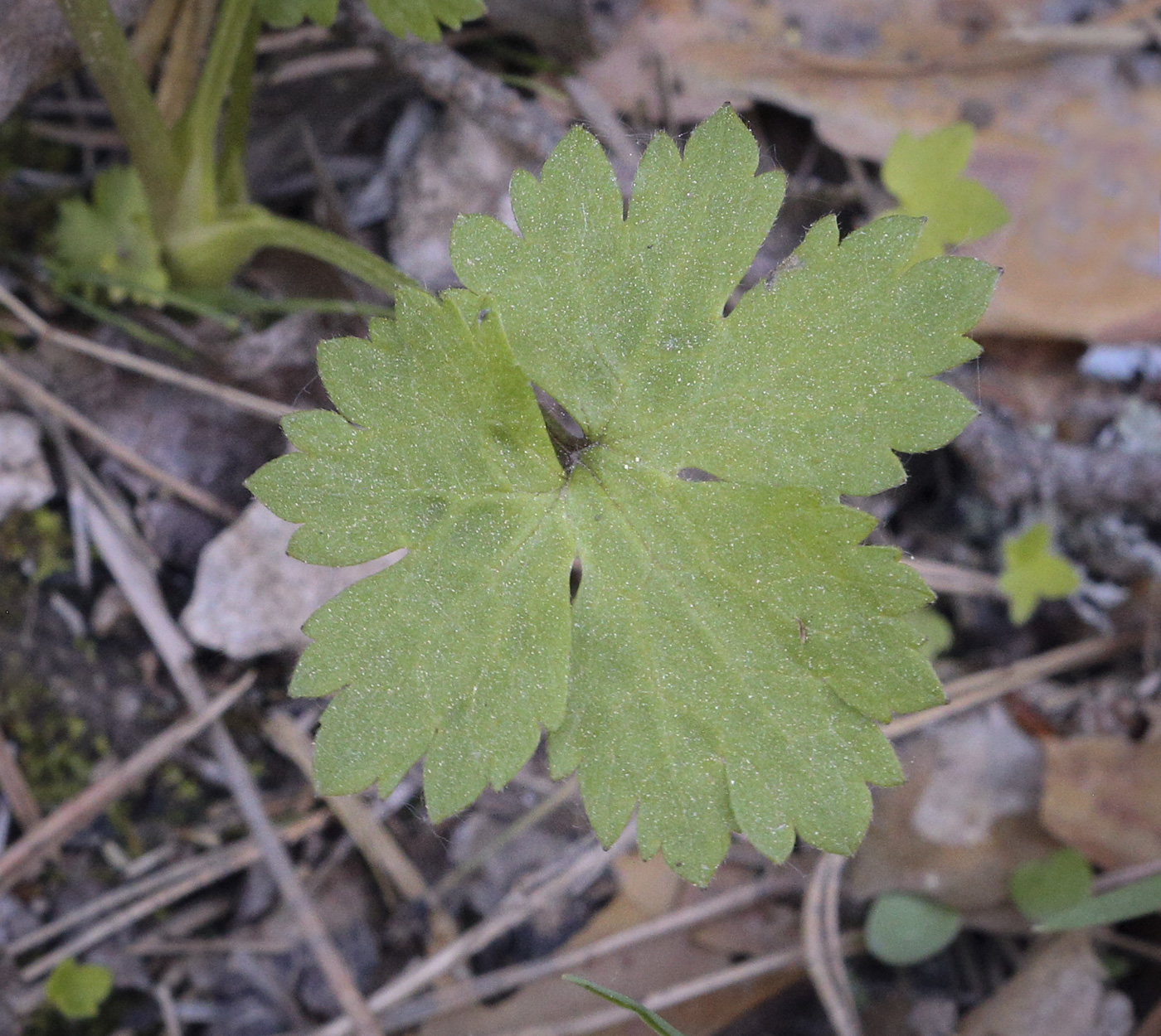 Image of Ranunculus propinquus specimen.