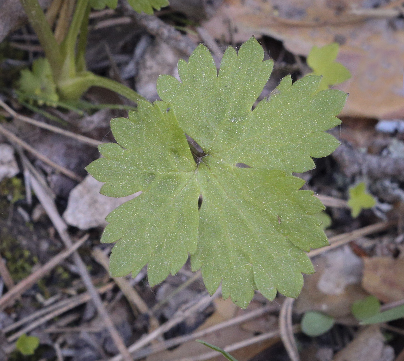 Изображение особи Ranunculus propinquus.