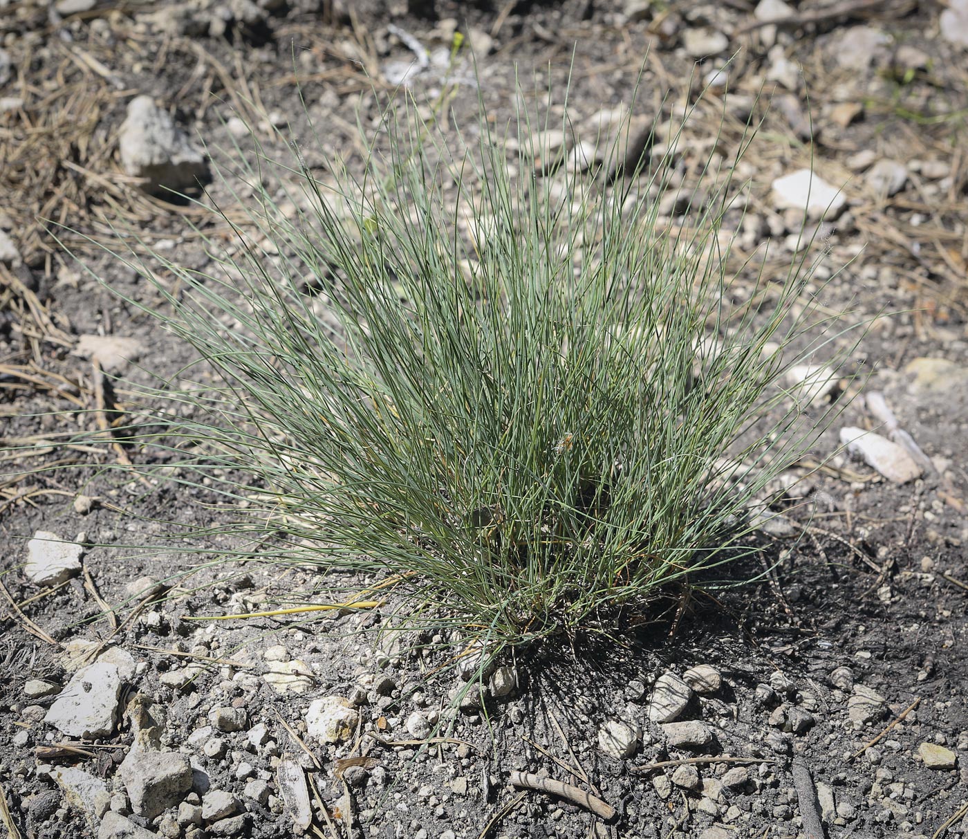 Image of genus Festuca specimen.