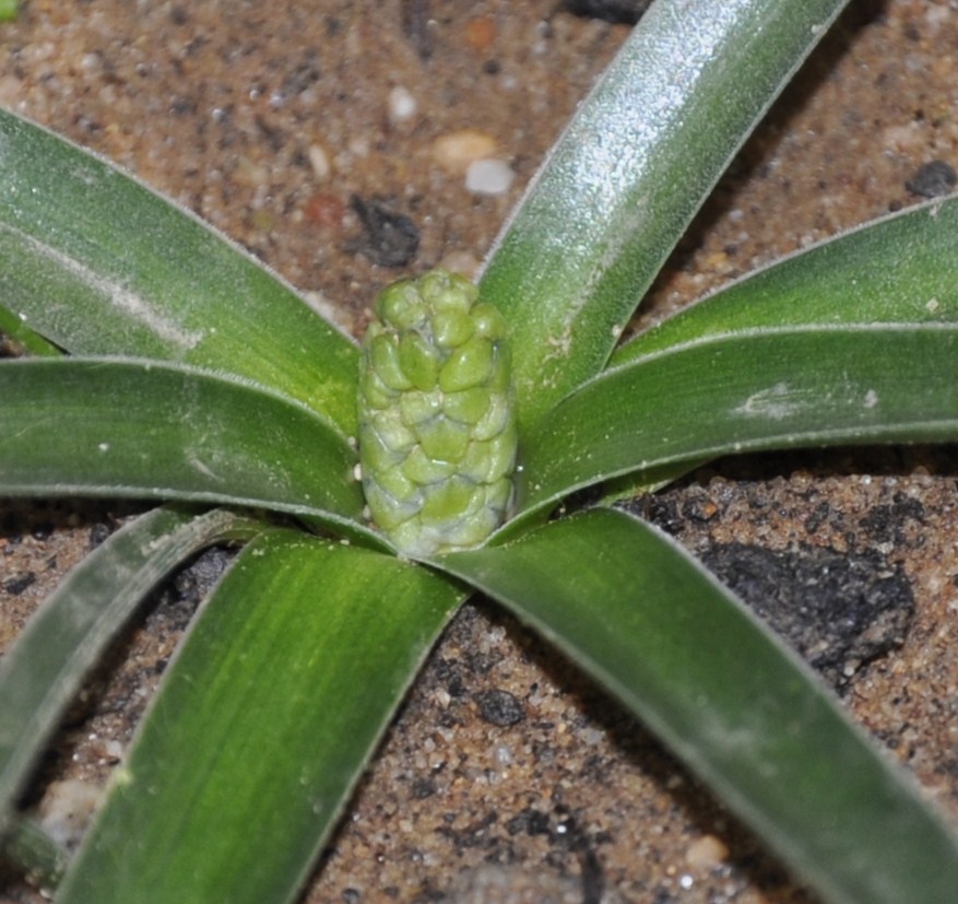 Image of Bellevalia hyacinthoides specimen.