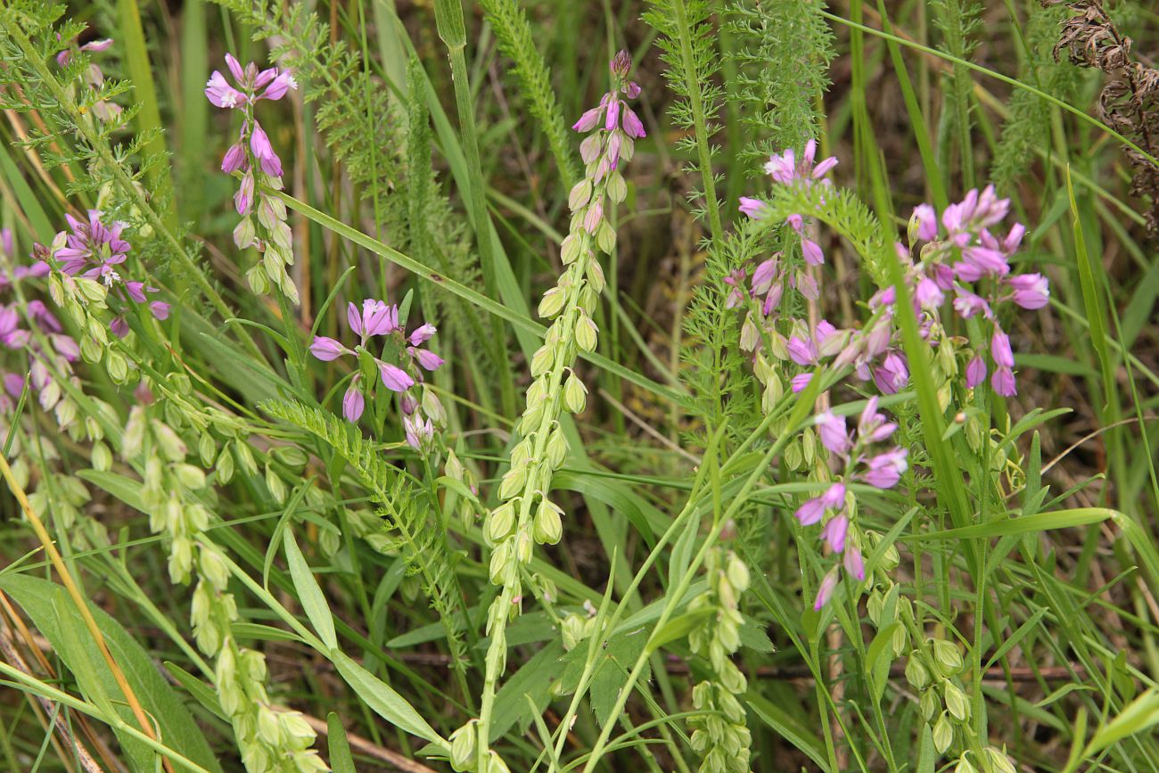 Image of Polygala comosa specimen.