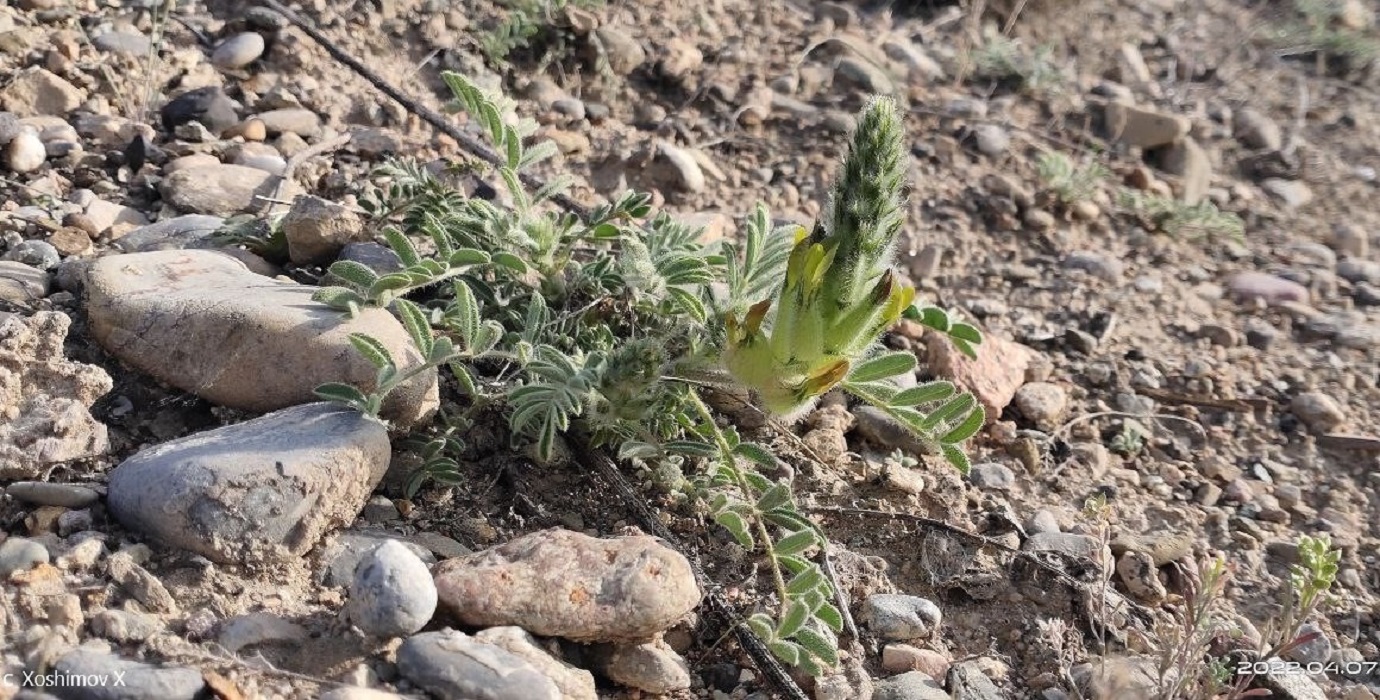 Image of Astragalus allotricholobus specimen.