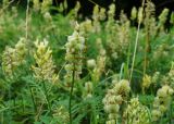 Astragalus cicer. Соплодия и соцветия. Крым, Бахчисарайский р-н, пос. Соколиное, поляна в лесу. 8 июля 2020 г.