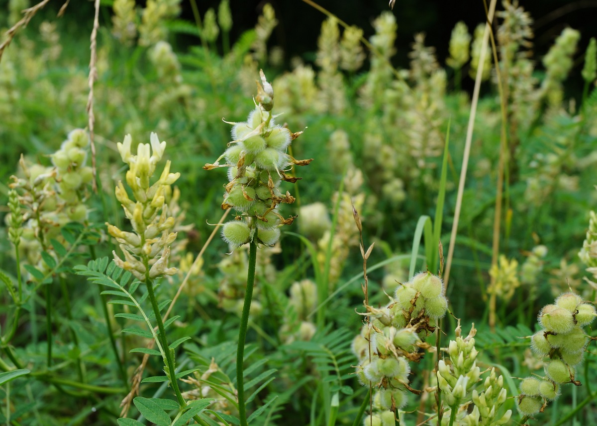 Изображение особи Astragalus cicer.