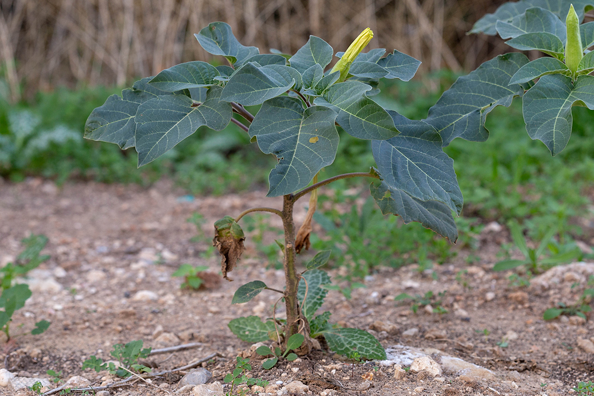 Image of Datura innoxia specimen.