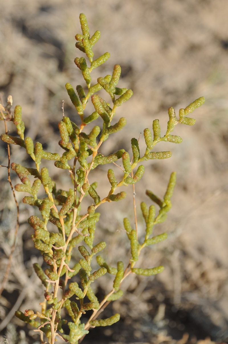 Изображение особи Kalidium foliatum.