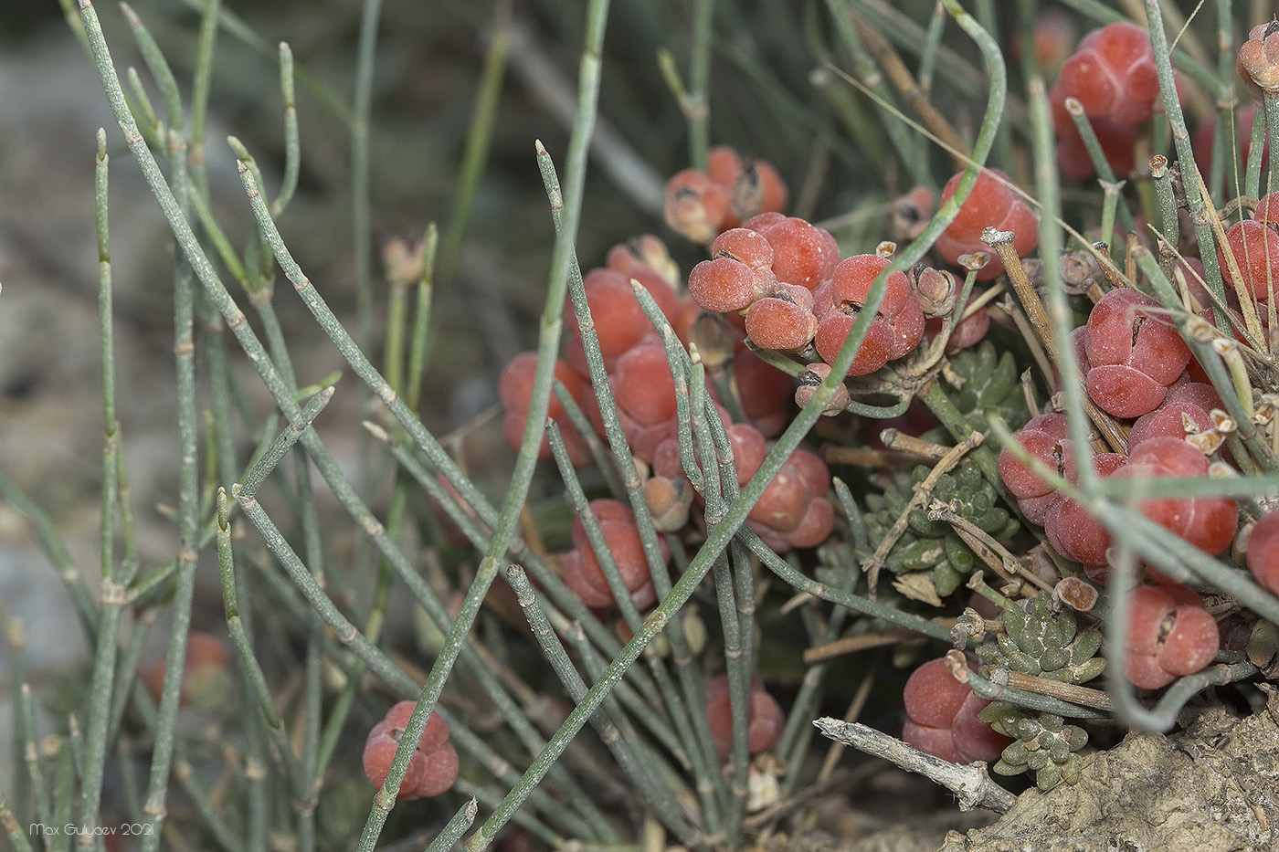 Изображение особи Ephedra distachya.