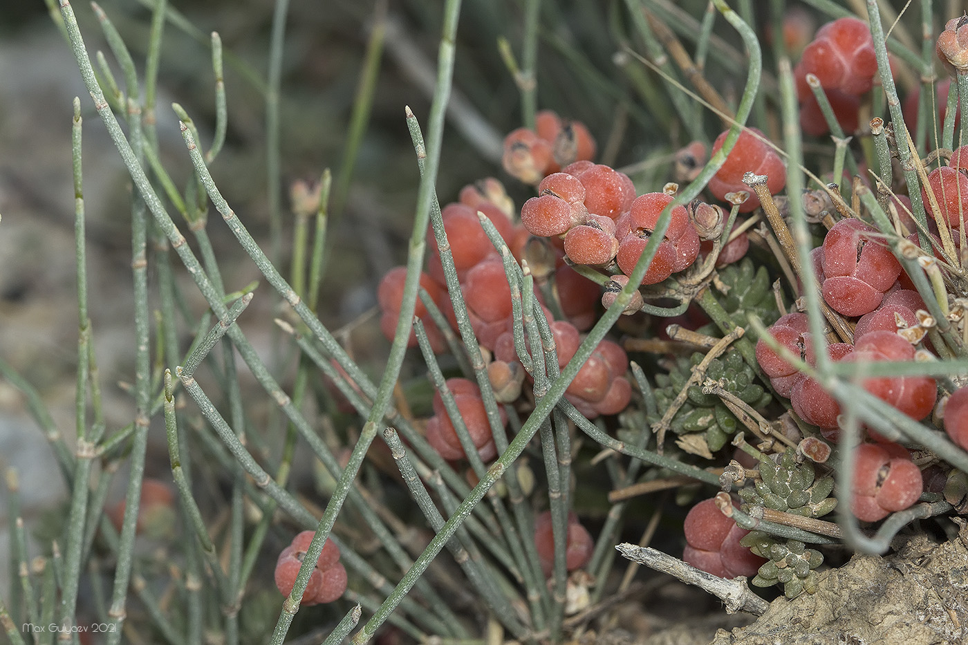 Image of Ephedra distachya specimen.