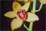 Cymbidium insigne