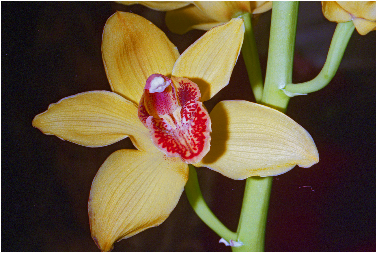 Изображение особи Cymbidium insigne.