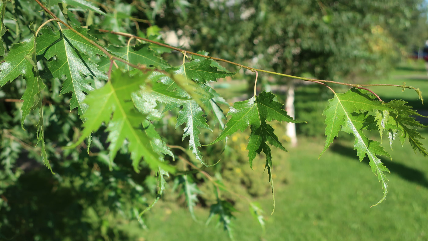 Image of Betula pendula f. dalecarlica specimen.