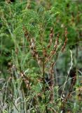 Astragalus galegiformis. Верхушка плодоносящего растения. Чечня, Итум-Калинский р-н, ур. Цой-Педе, ≈ 1200 м н.у.м., луговой склон. 27.07.2022.