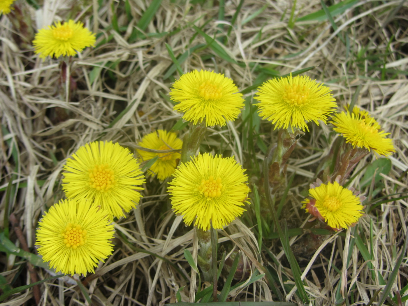 Image of Tussilago farfara specimen.