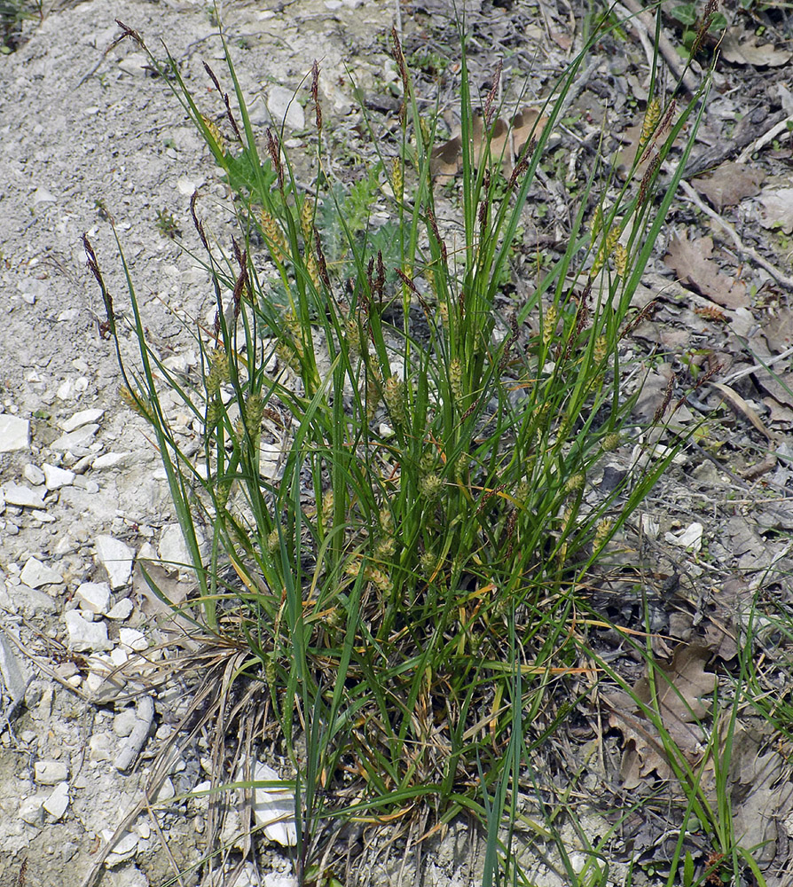 Image of Carex hirta specimen.