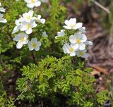 Rosa spinosissima