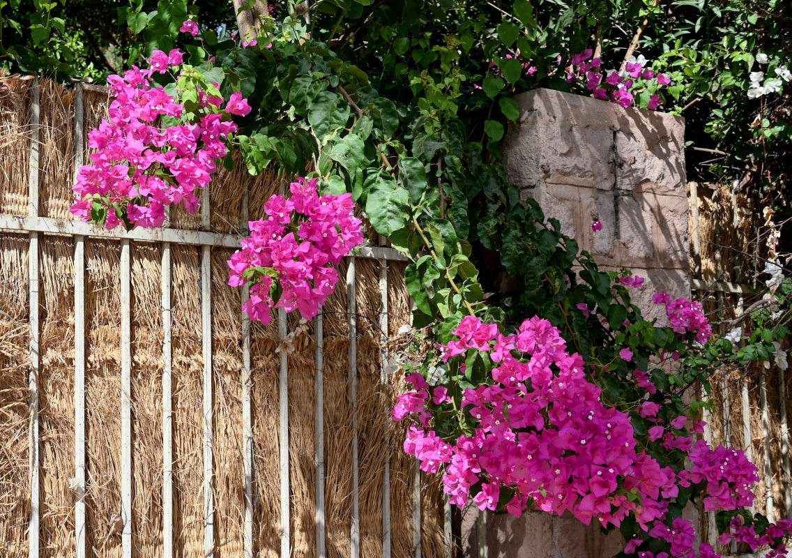 Image of Bougainvillea glabra specimen.