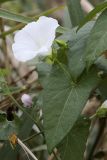 Calystegia sepium